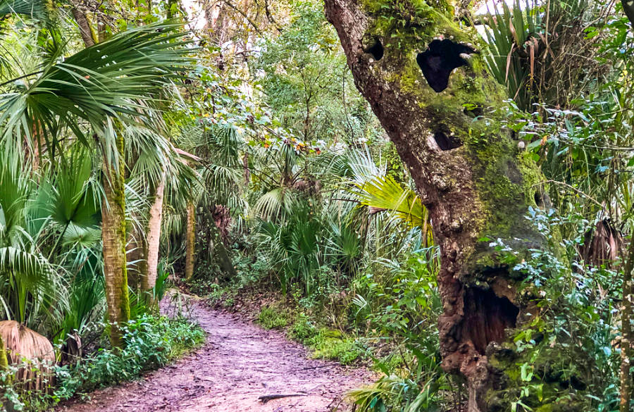 View of the hiking nature trail in Hillsborough River State Park