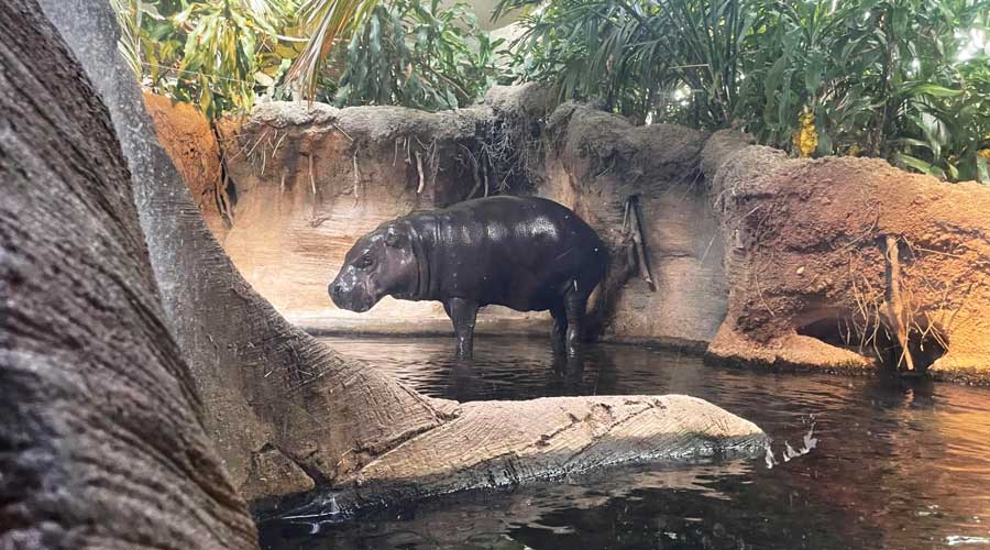 A young hippopotamus at the Lincoln Park Zoo
