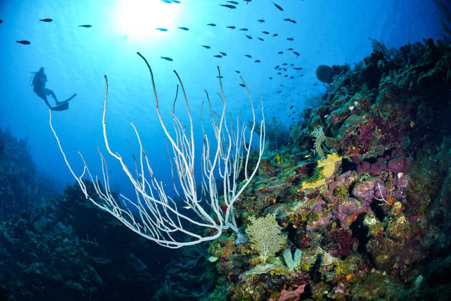 A scuba diver swimming with a school of fish and a close-up look at the beautiful corals underwater
