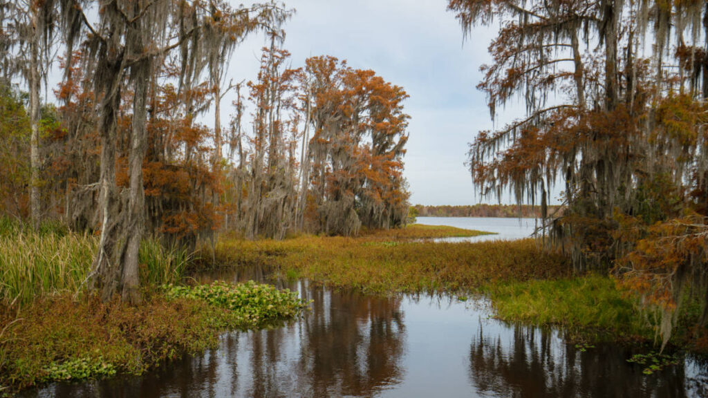 View at the Honey Island Swamp