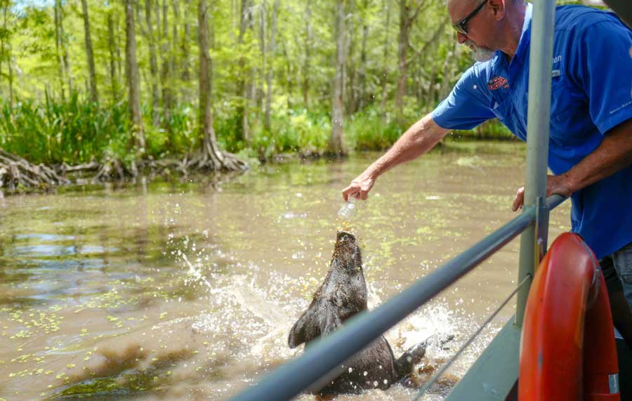 A tourist feeding a wild pig at The Honey Island Swamp