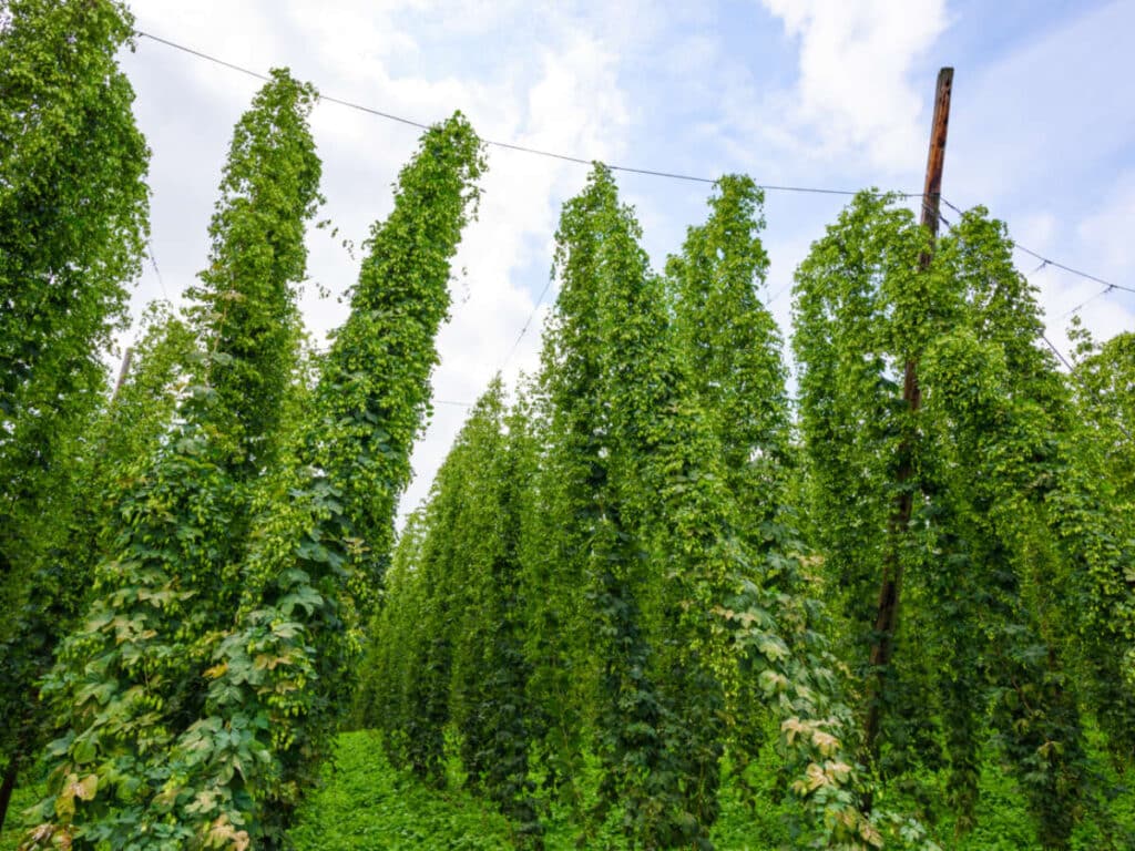 View of the tall hop farm fields