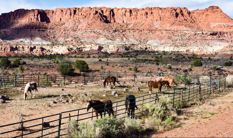 View of the horses at the corral near the Capitol Reef National Park entrance