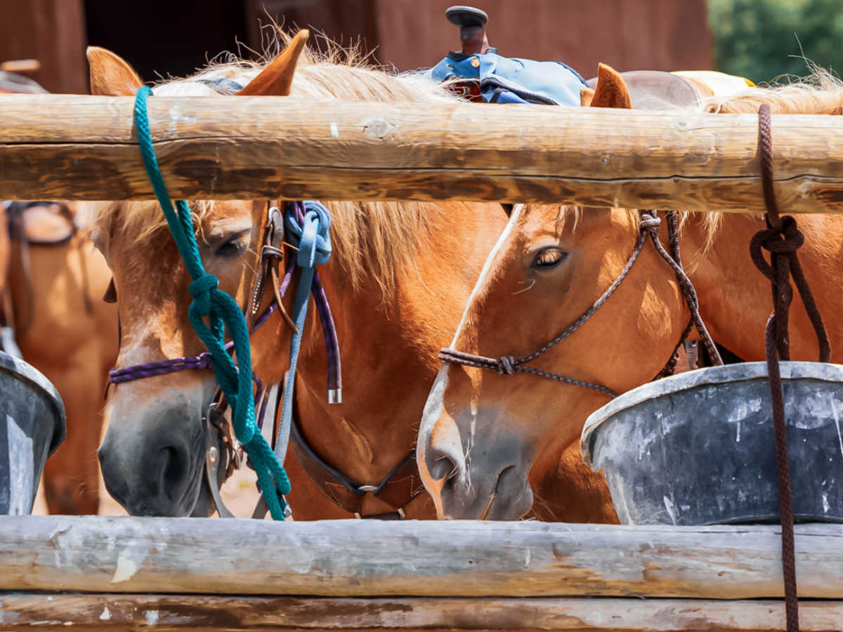 Closeup look of the horses inside the stable