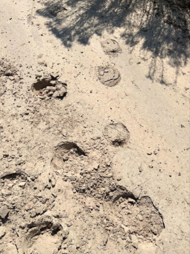 Closeup look of the horse tracks on the ground