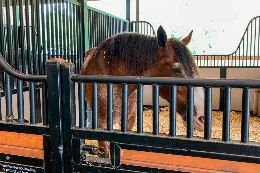 A horse in a stable in Disney’s Fort Wilderness Resort