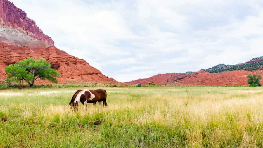 A horse eating the grass on the Fruita Campground at Capitol Reef National Park