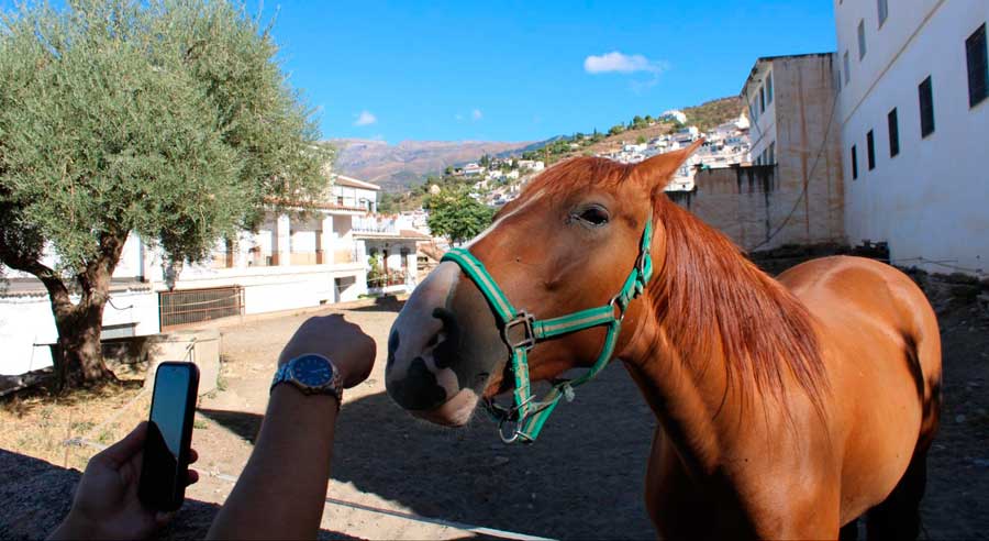 A hand feeding a horse in Spain