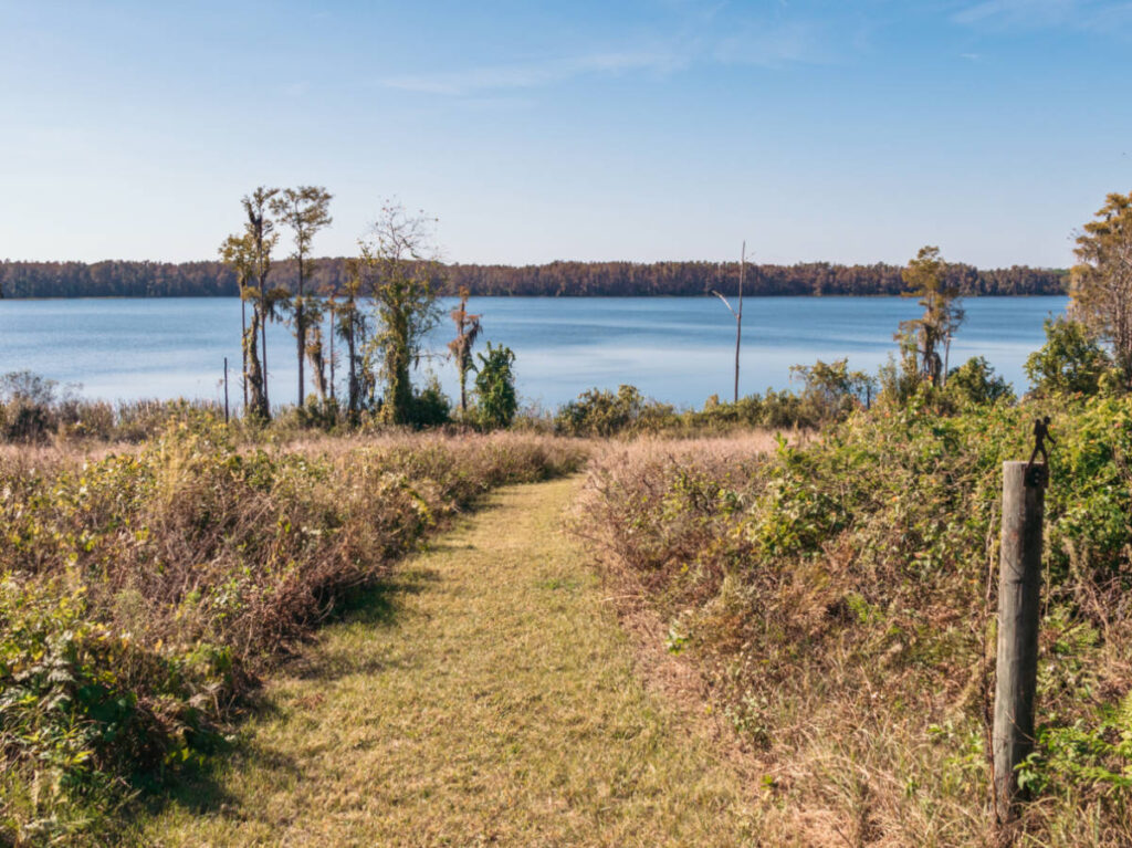 Scenic view of the lake from the horseback riding trail at Lake Louisa State Park