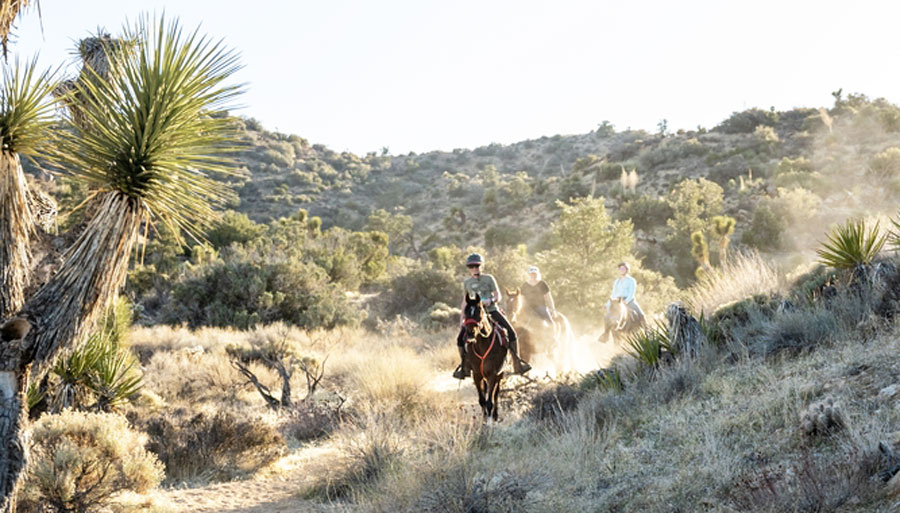 View of people having fun in horseback riding in Joshua Tree
