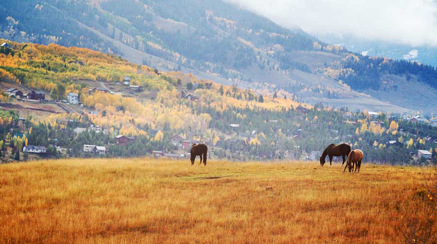 View of horses roaming in Keystone