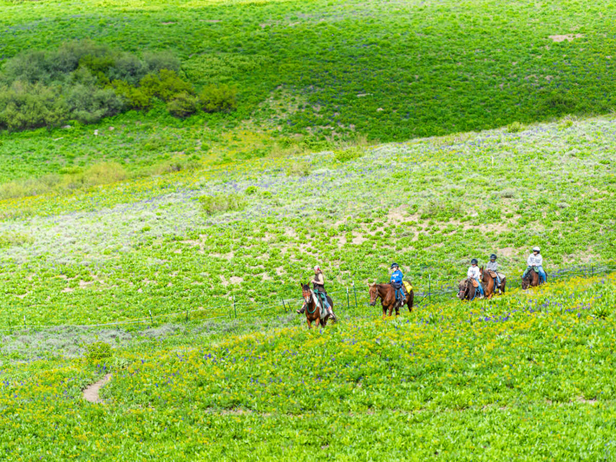 A group of people riding horses on the meadow trail