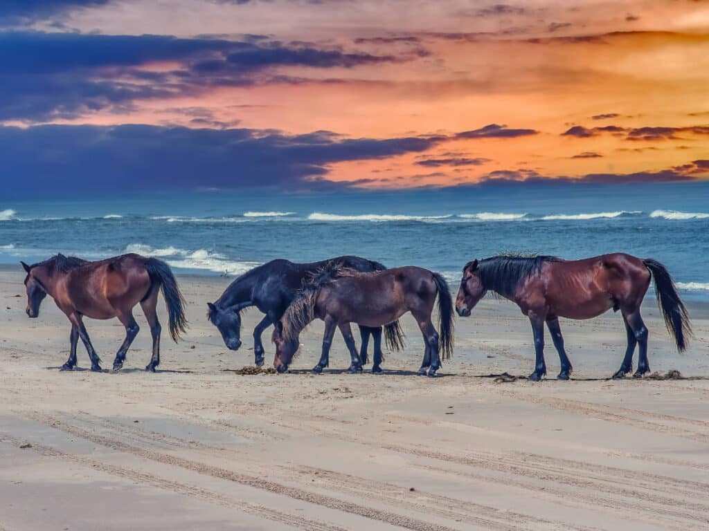 Wild horses walking on the beach at sunset