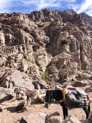 View of the horses below the Toubkal mountain in Morocco