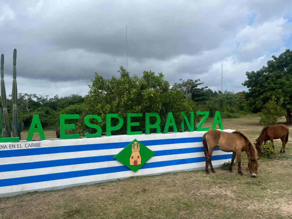 Wild horses roaming around Vieques