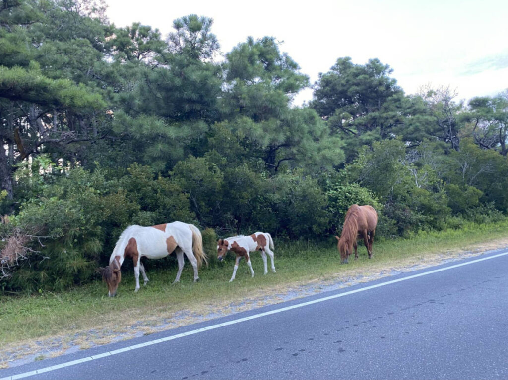 Horses on the street at Assateague Island