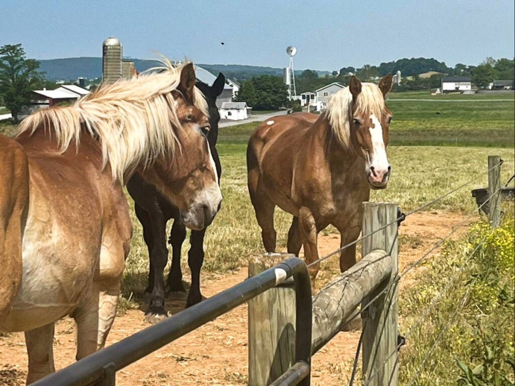 View of the horses inside the fence in the farm