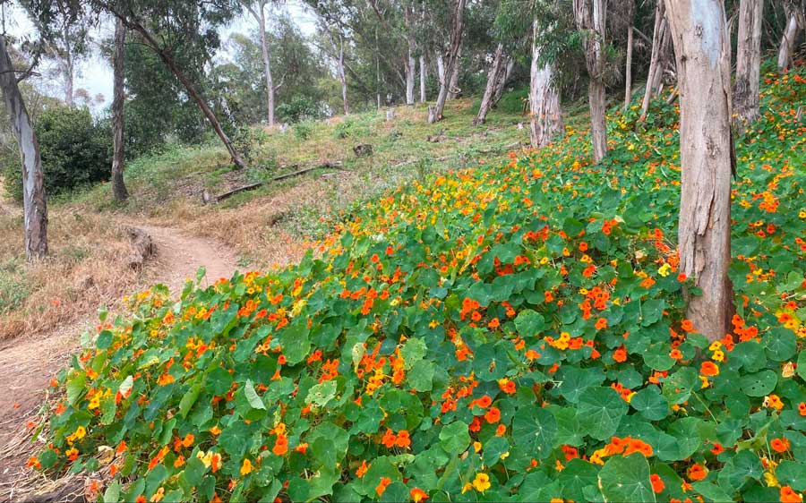 View of colorful plants along the trail in Hosp Grove Park