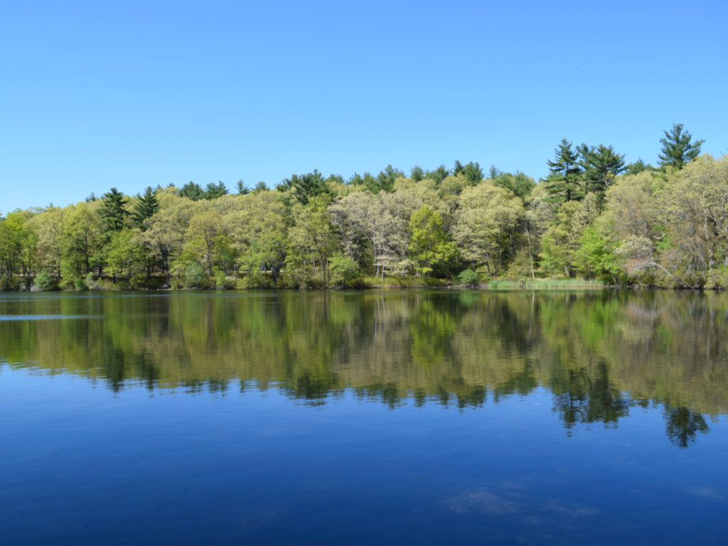 Serene view of Houghton's Pond in the Blue Hills Reservation amidst lush trees and a clear blue sky