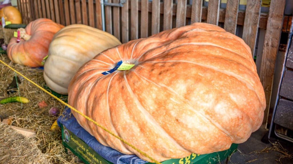 Closeup view of the variety of sizes of pumpkins