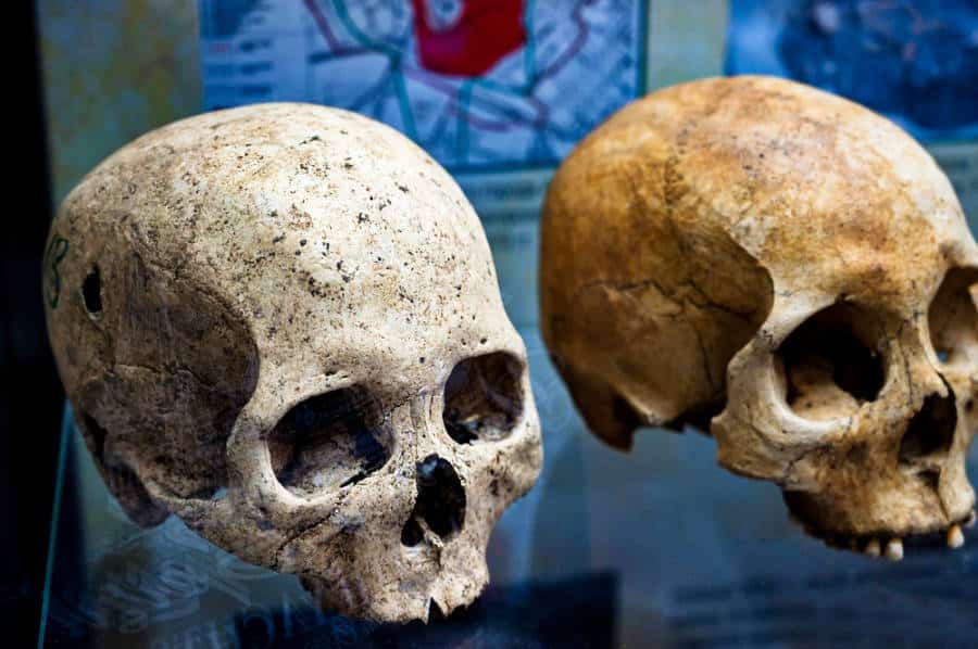 An exhibit of two human skulls