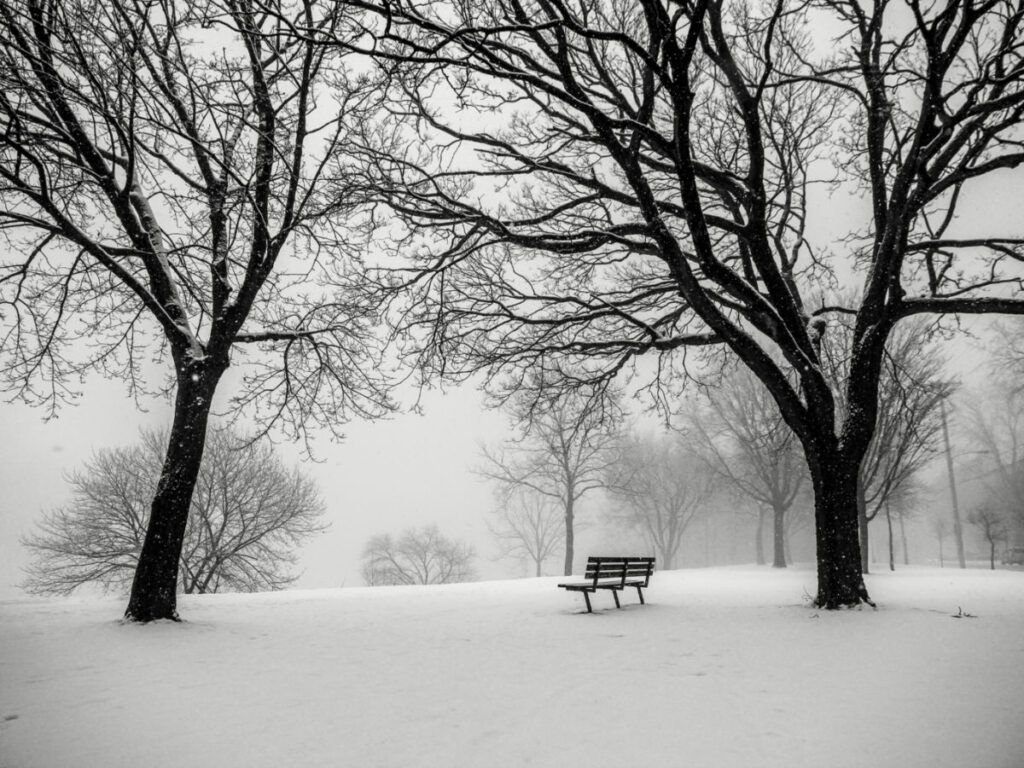 Bench covered in snow in the middle of tall trees in Humboldt Park during winter