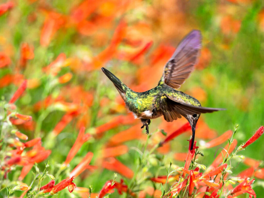 A hummingbird sipping the nectar on the orange flower