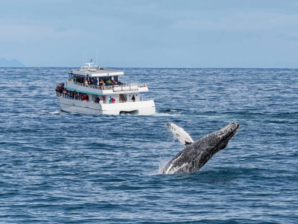 A humpback whale jumping off the water in Kenai Fjords National Park