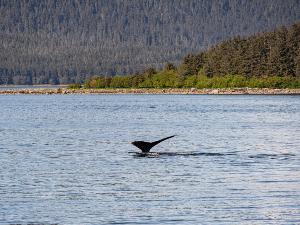 View of a Humpback Whale on a bay