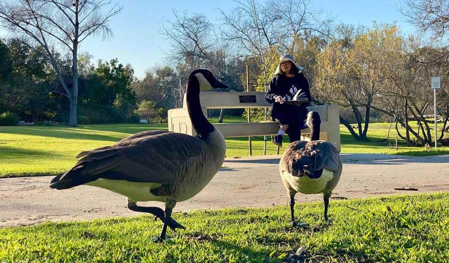 View of a woman sitting in Huntington Central Park and geese wandering on the park