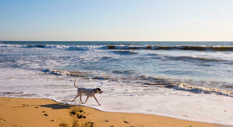 A dog walking on the shoreline of Huntington Dog Beach during sunset