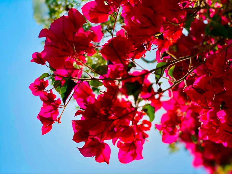 Close up view of bougainvillea from the Huntington Gardens