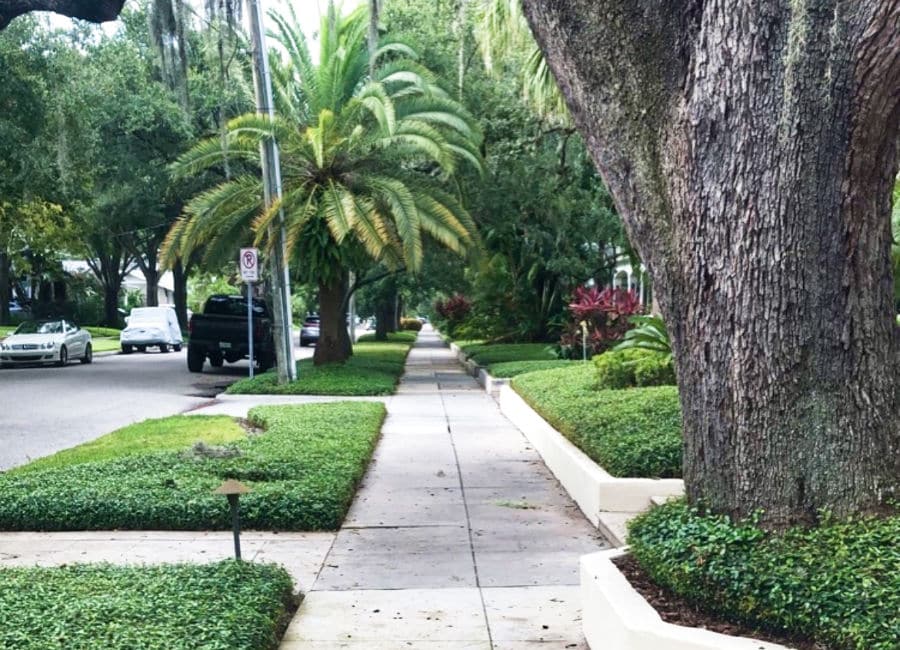 Beautiful greenery on the serene sidewalks of Hyde Park