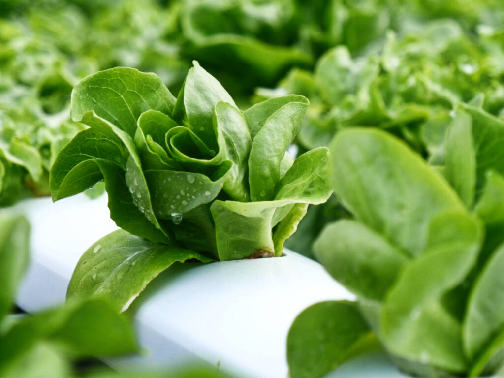 Closeup view of the fresh hydroponic vegetables