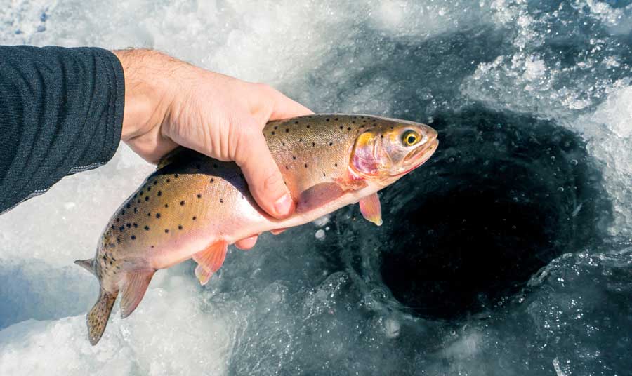 A fisherman's hand holding a fish during his ice fishing in Colorado