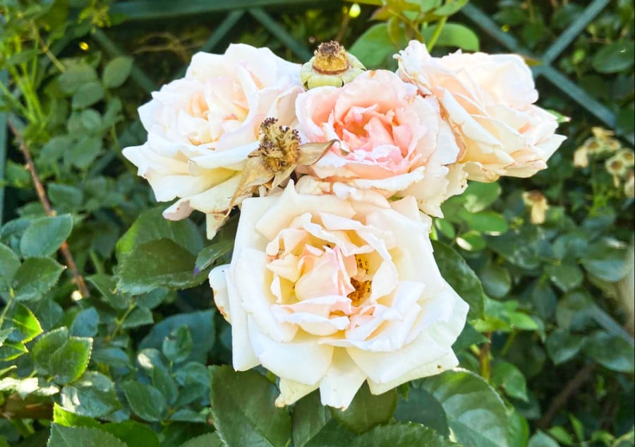 A cluster of full bloom white roses at Idaho Botanical Garden