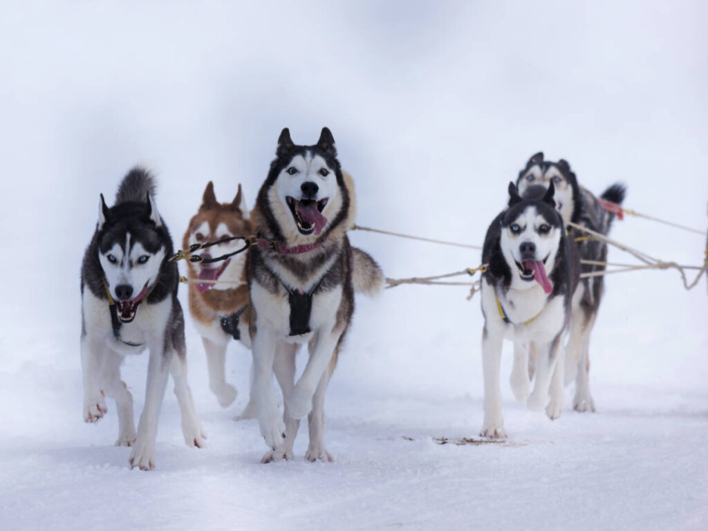 Siberian huskies during a Iditarod Trail Sled Dog Race