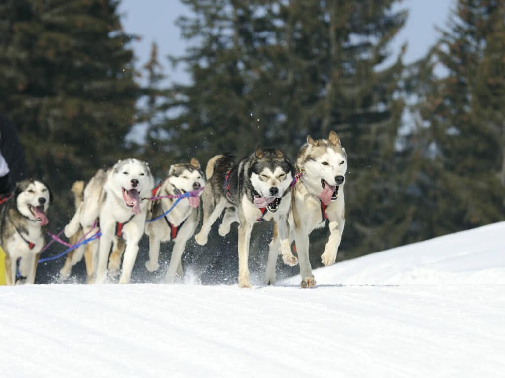 View of dogs during the Iditarod Trail Sled Dog Race