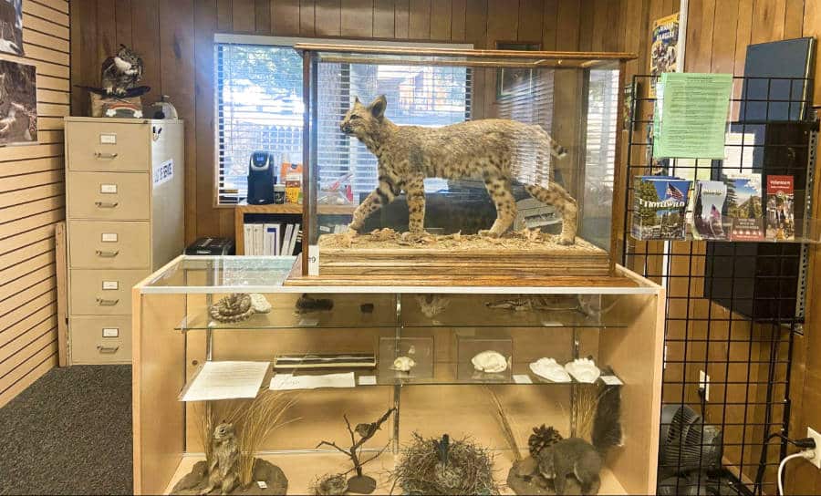 A bobcat displayed inside an empty glass tank and other creatures at Idyllwild Nature Center