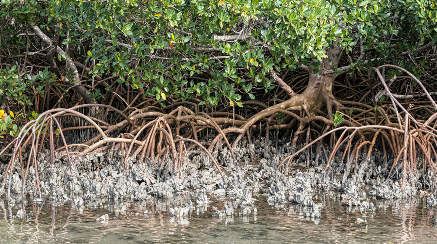 View of oyster beds on a mangrove trees on Indian River Lagoon