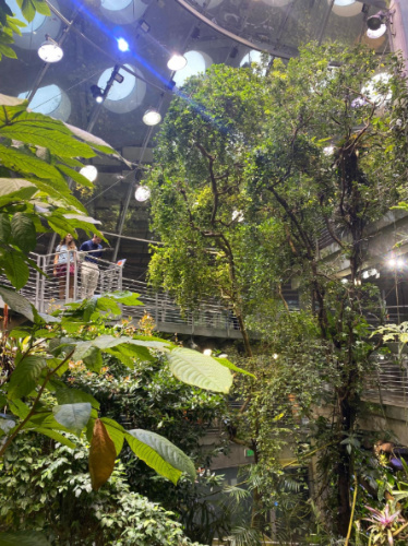 View of the indoor rainforest in the California Academy of Sciences