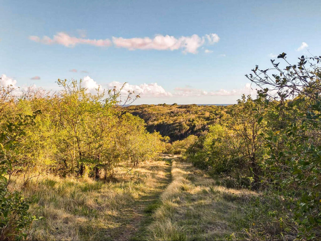 A narrow hiking trail cutting through a forest of trees and bushes in Inés María Mendoza Nature Reserve
