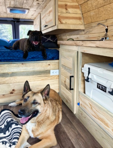 Two dogs lying inside the Camper Van