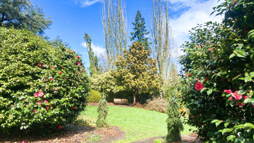 View of the lush International Rose Test Garden in Washington Park on a sunny day