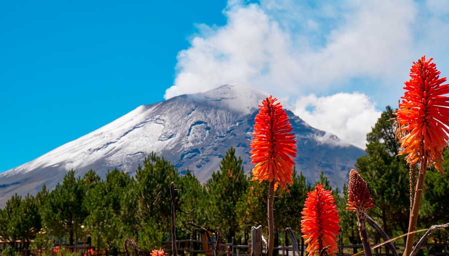 View of red hot pokers in and a volcano in Izta Popo National Park