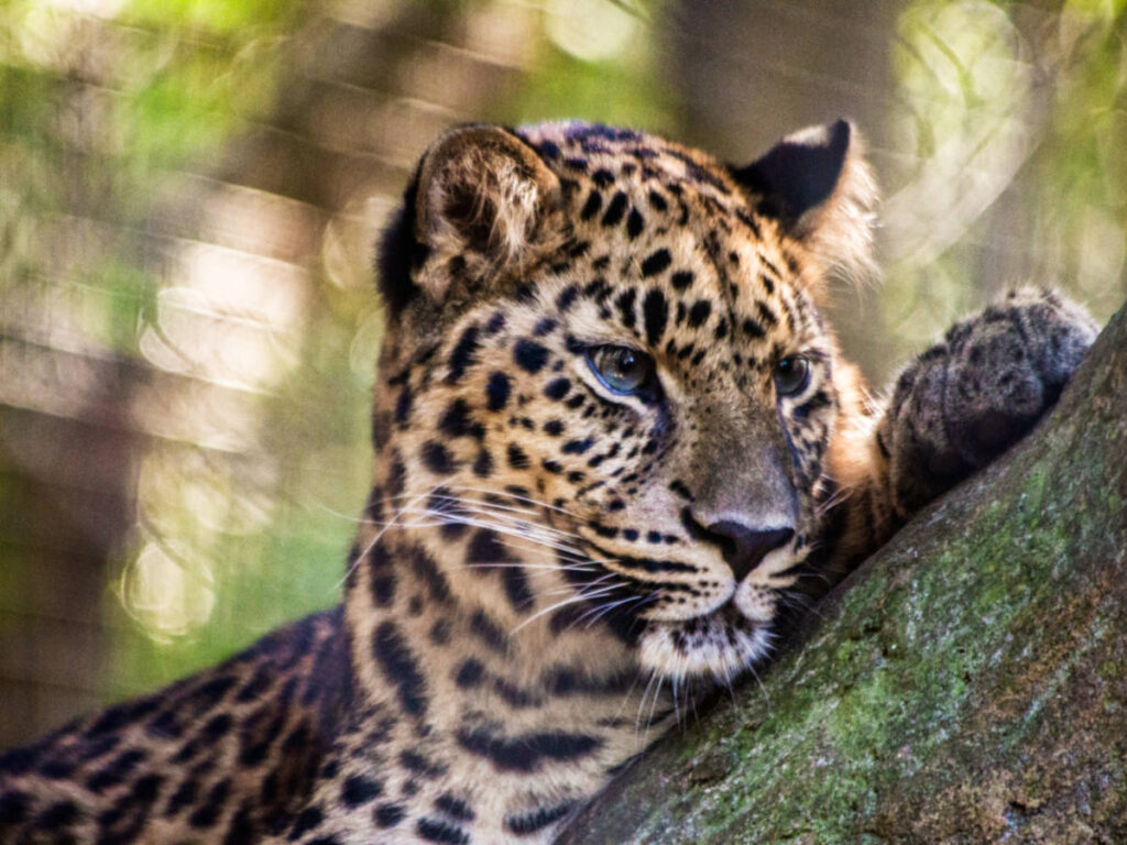 Closeup look of the jaguar at the Jacksonville Zoo