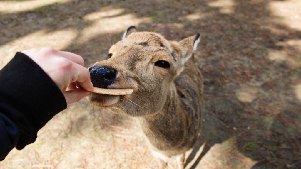 A hand feeding the deer in Nara, Japan Animal Attractions