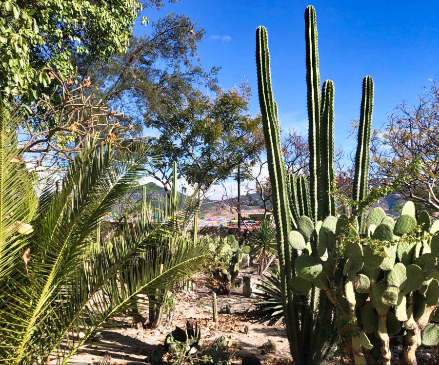 View in the botanical garden with different plants and cacti