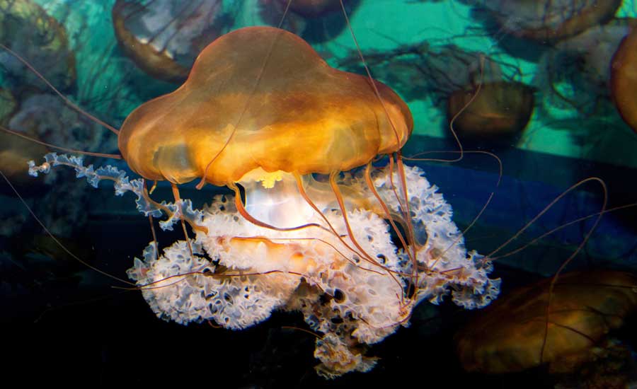 View of a jellyfish in Adventure Aquarium