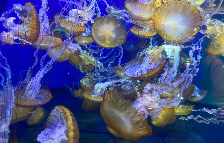 View of jellyfish inside the Aquarium of the Pacific